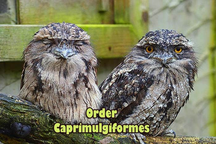 order caprimulgiformes order caprimulgiformes