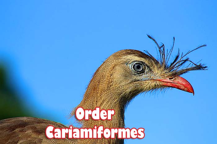 order cariamiformes order cariamiformes