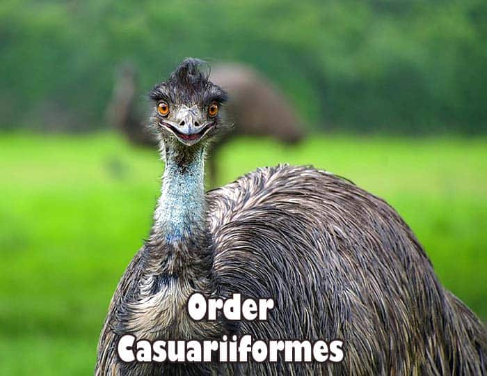 Order Casuariiformes Order Casuariiformes
