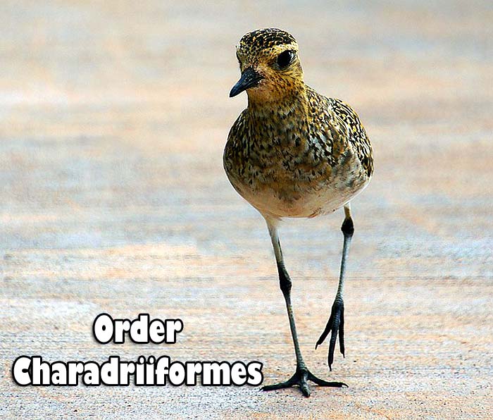 order charadriiformes order charadriiformes