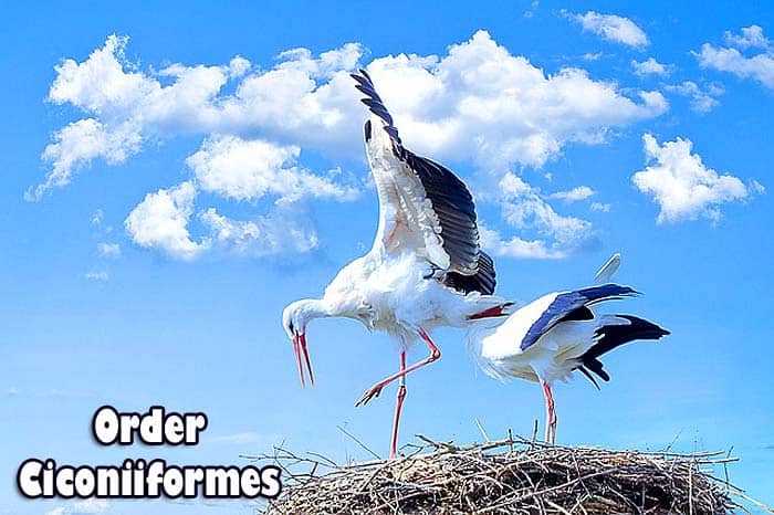 Order Ciconiiformes Order Ciconiiformes