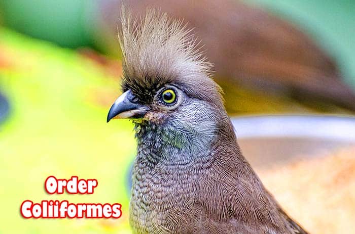 order coliiformes order coliiformes
