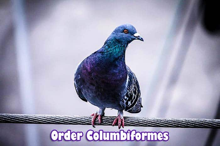 Order Columbiformes Order Columbiformes