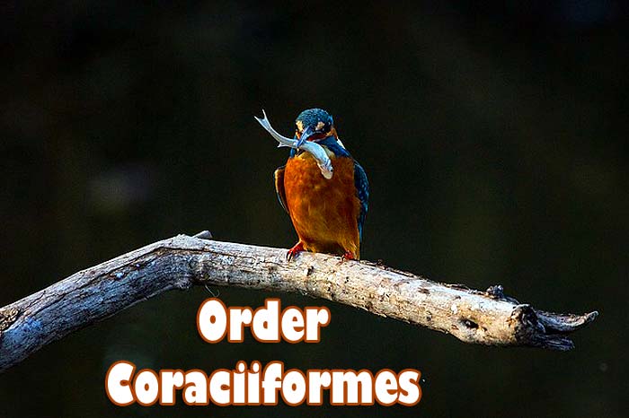 Order Coraciiformes Order Coraciiformes