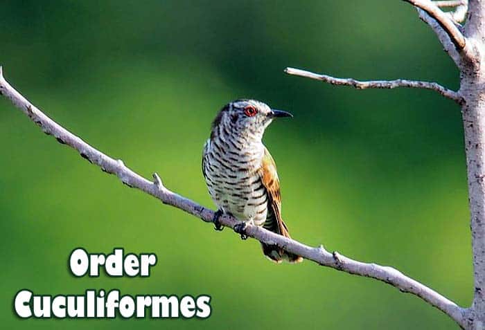 Order Cuculiformes Order Cuculiformes