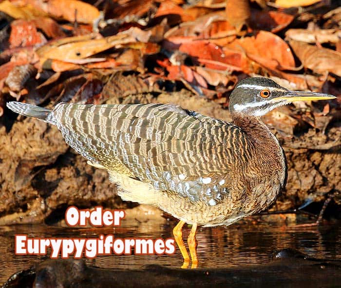 Order Eurypygiformes Order Eurypygiformes