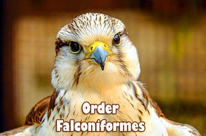 Order Falconiformes