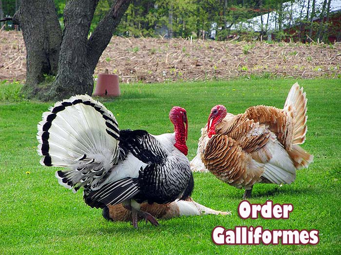 order galliformes