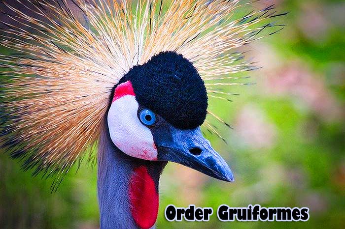 Order Gruiformes Order Gruiformes