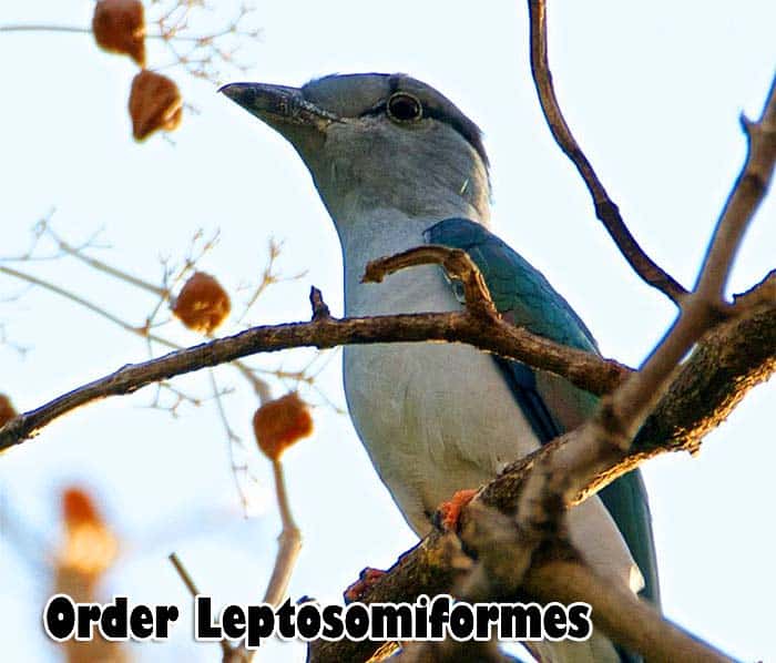 Order Leptosomiformes Order Leptosomiformes