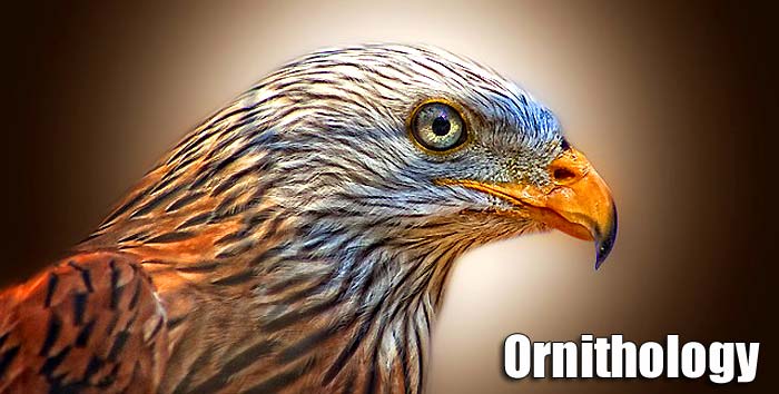 ornithology ornithology