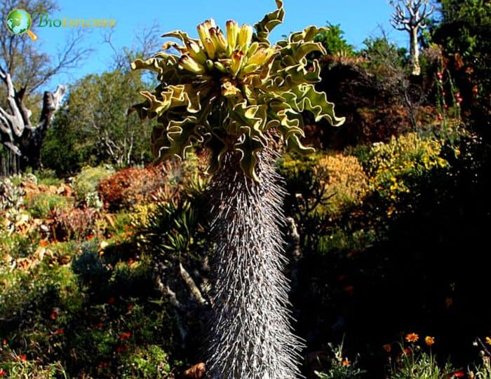 Pachypodium Namaquanum Pachypodium Namaquanum