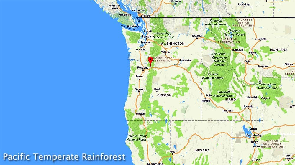 Pacific Temperate Rainforest (North America)