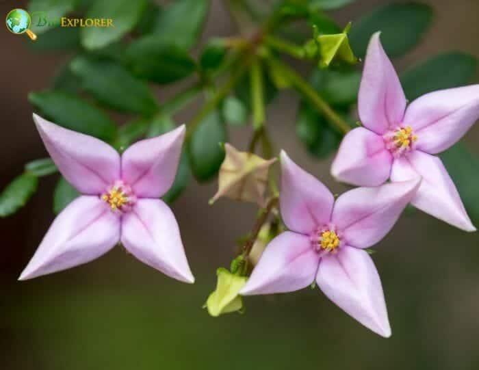 Pale Pink Boronia Flowers