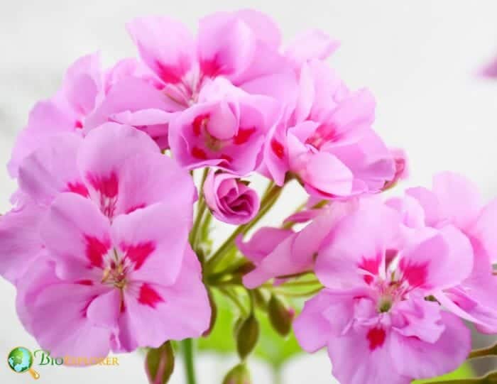 Pale Pink Geranium Flowers