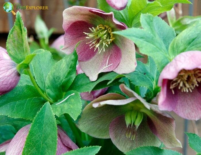 Pale Pink Hellebore Flowers