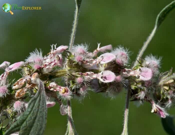 Pale Pink Motherwort Flowers