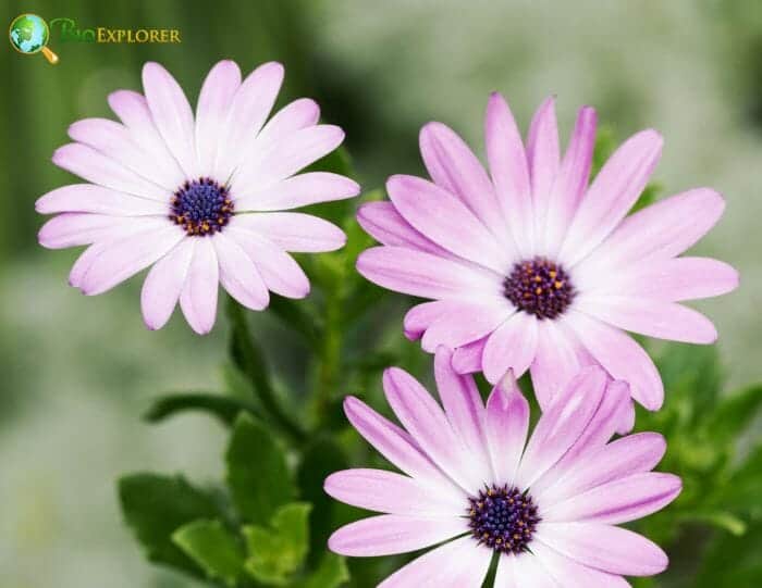 Pale Pink Osteospermum Flowers