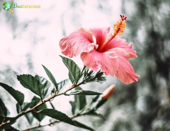 Pale Red Hibiscus Flower