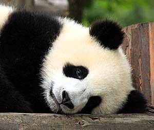  Panda endangered