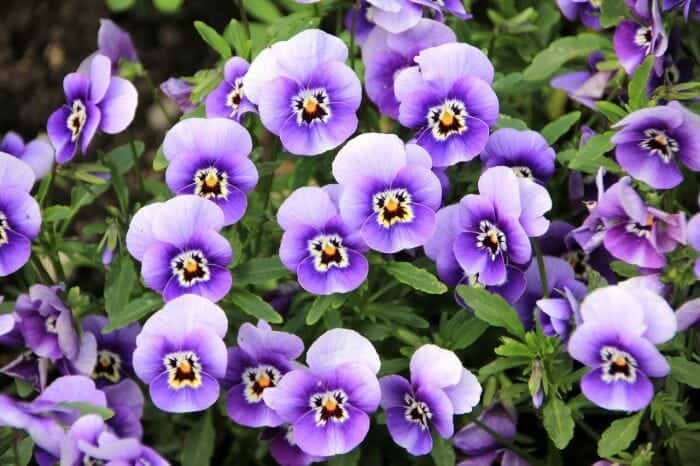 Pansy flower deals