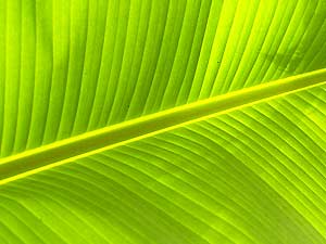 Photosynthesis Photosynthesis