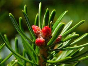Gymnosperms Leaves Gymnosperms Leaves