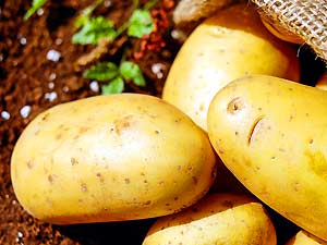 Potato (Starch) Potato (Starch)