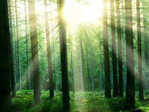 Transport of Sunlight from Surface to Root Transport of Sunlight from Surface to Root