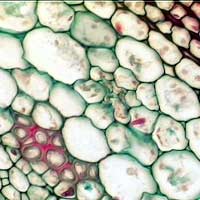 Parenchyma Cells