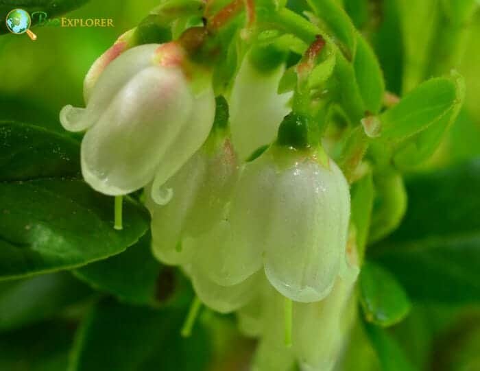 Partridgeberry Flowers