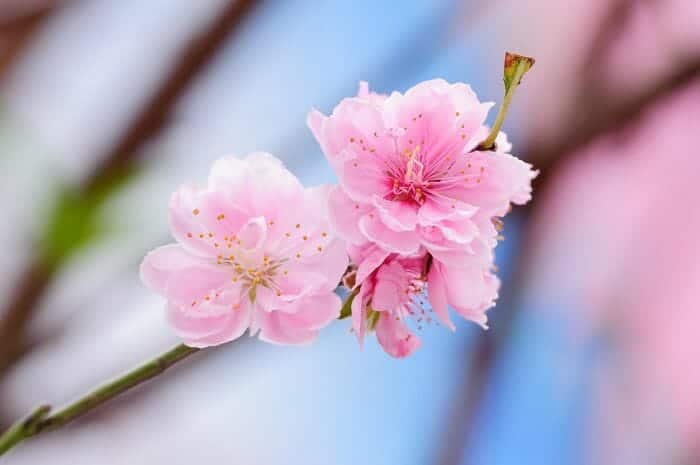 Peach cheap blossom flower
