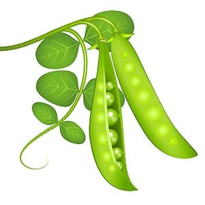 Peas Peas