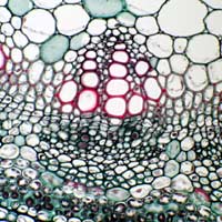 Phloem Phloem