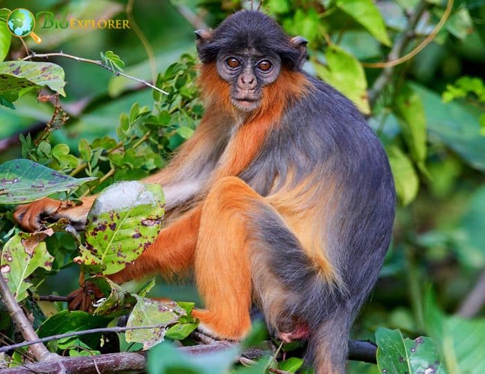 Piliocolobus Badius