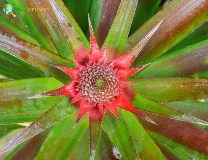 Pineapple Bush Flowers Pineapple Bush Flowers