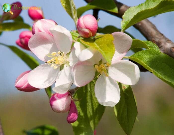 Apple blossom Flower Malus coronaria BioExplorer