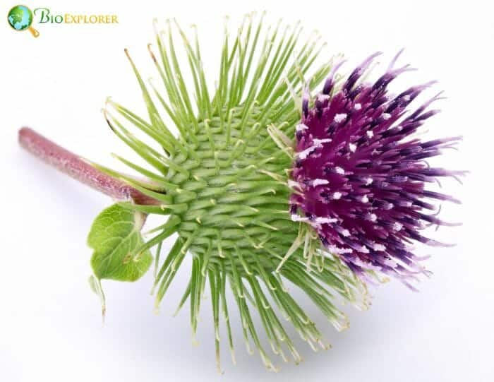 Pink Burdock Flower