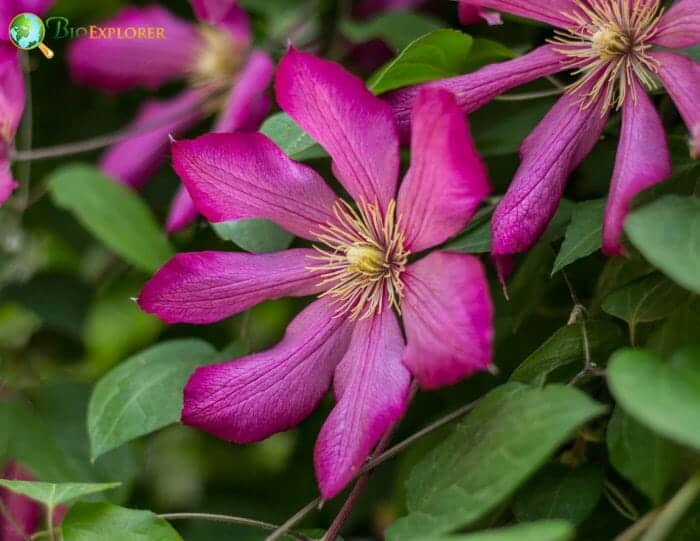 Pink Clematis Flowers