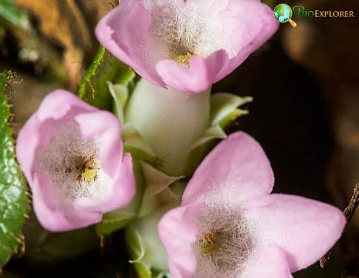 Pink Epigaea Flowers