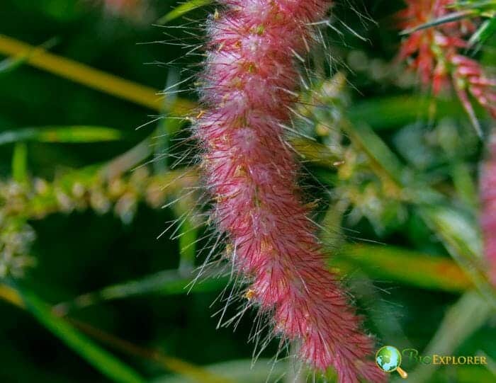 Pink Fountain Grass Flowers