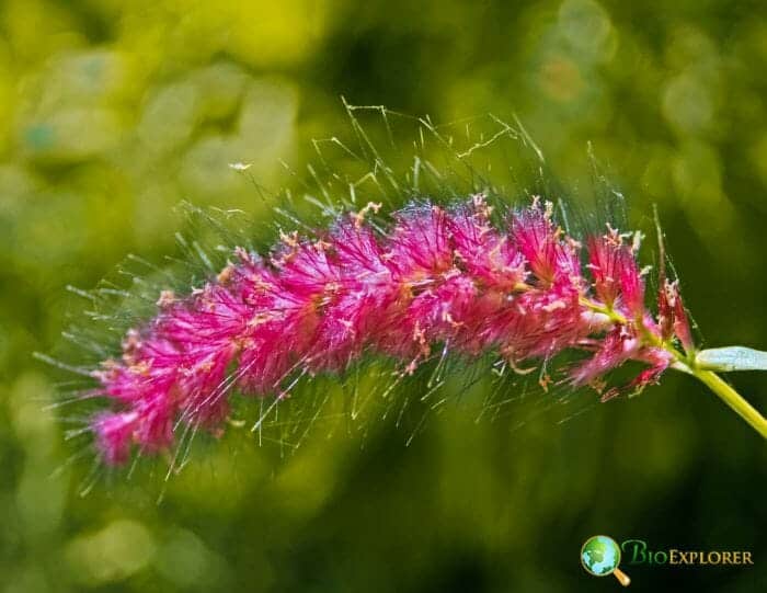 Pink Fountain Grass