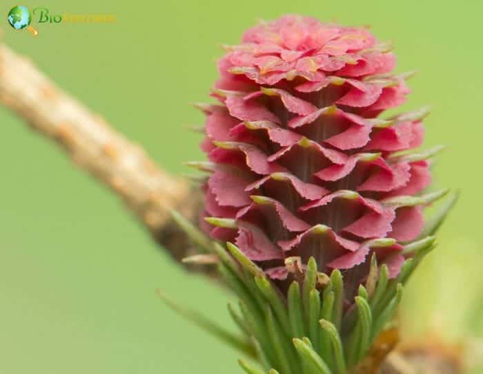 Pink Larch Flower