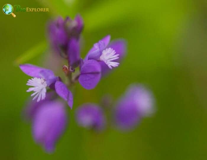 Pink Milkwort Flowers