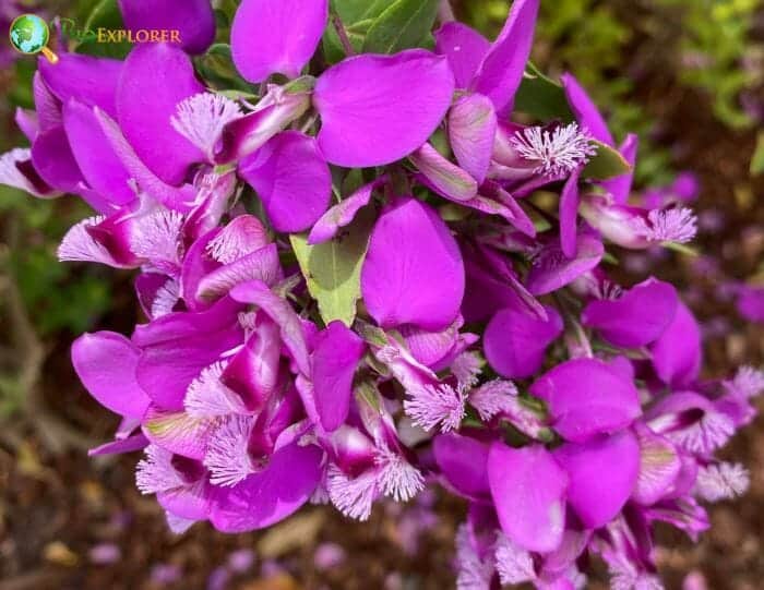 Pink Milkwort