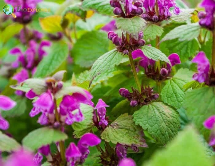 Pink Motherwort Flowers