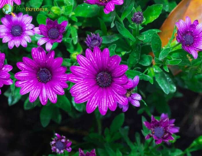 Pink Osteospermum Flowers