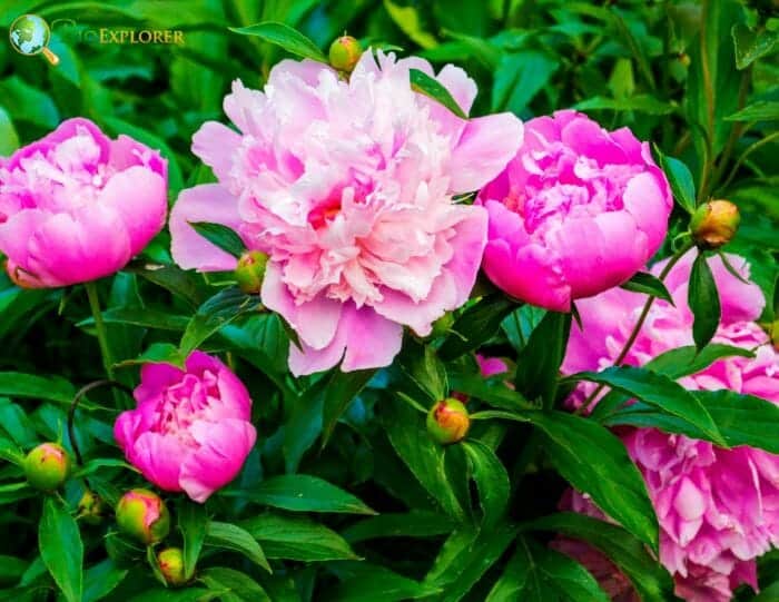 Peony Flower | Genus Paeonia | Japanese Flower | BioExplorer