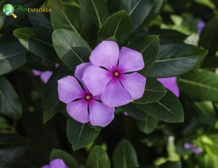 Pink Periwinkle Flowers