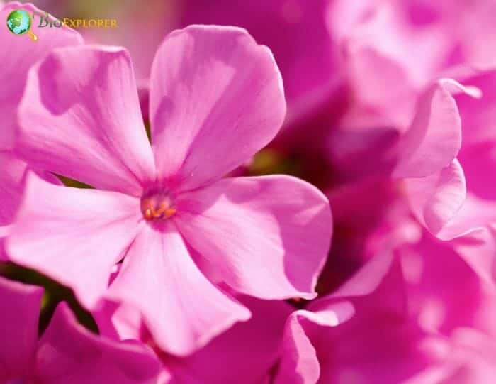 Pink Phlox Flowers